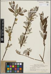 Foto von Salix lapponum L. x Salix viminalis L.
